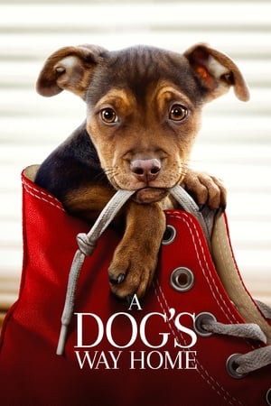 A Dogs Way Home (2019) Hindi Dual Audio 300MB Movie Poster